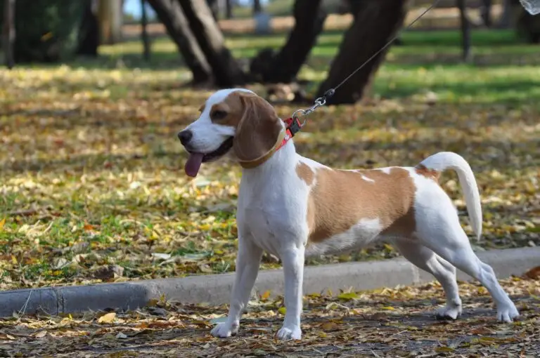 beagle-1091670_1920