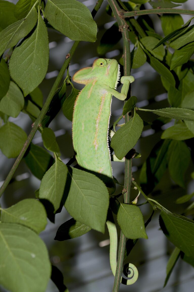 chameleon-3223581_1920