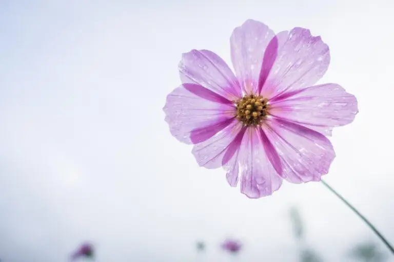 cosmos-flower-1712177_1920